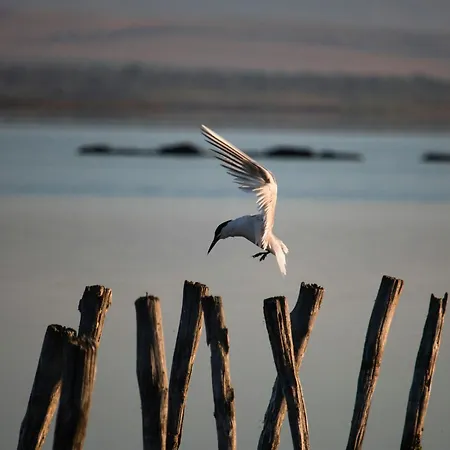 Cosher Gardenia Palace 6 Free Parking Pomorie
