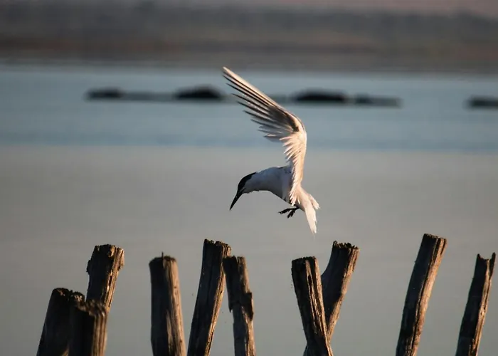 Cosher Gardenia Palace 6 Free Parking Pomorie